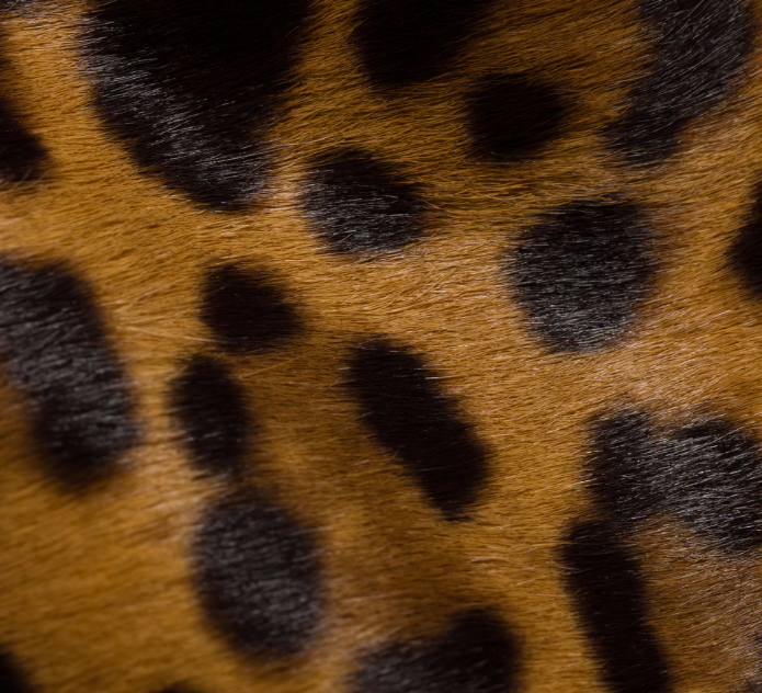 CONTENITORI VIT.CAVALLINO ST.LEOPARDO